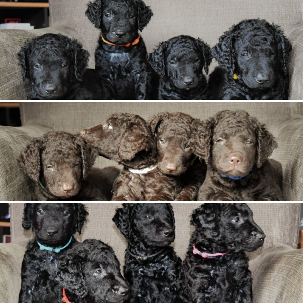 chiot Curly Coated Retriever Northern Pine