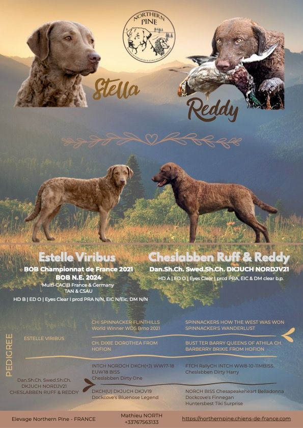 Chiots attendus en septembre 2025