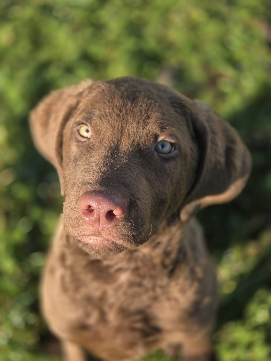 Northern Pine - Chiots disponibles - Retriever de la baie de Chesapeake
