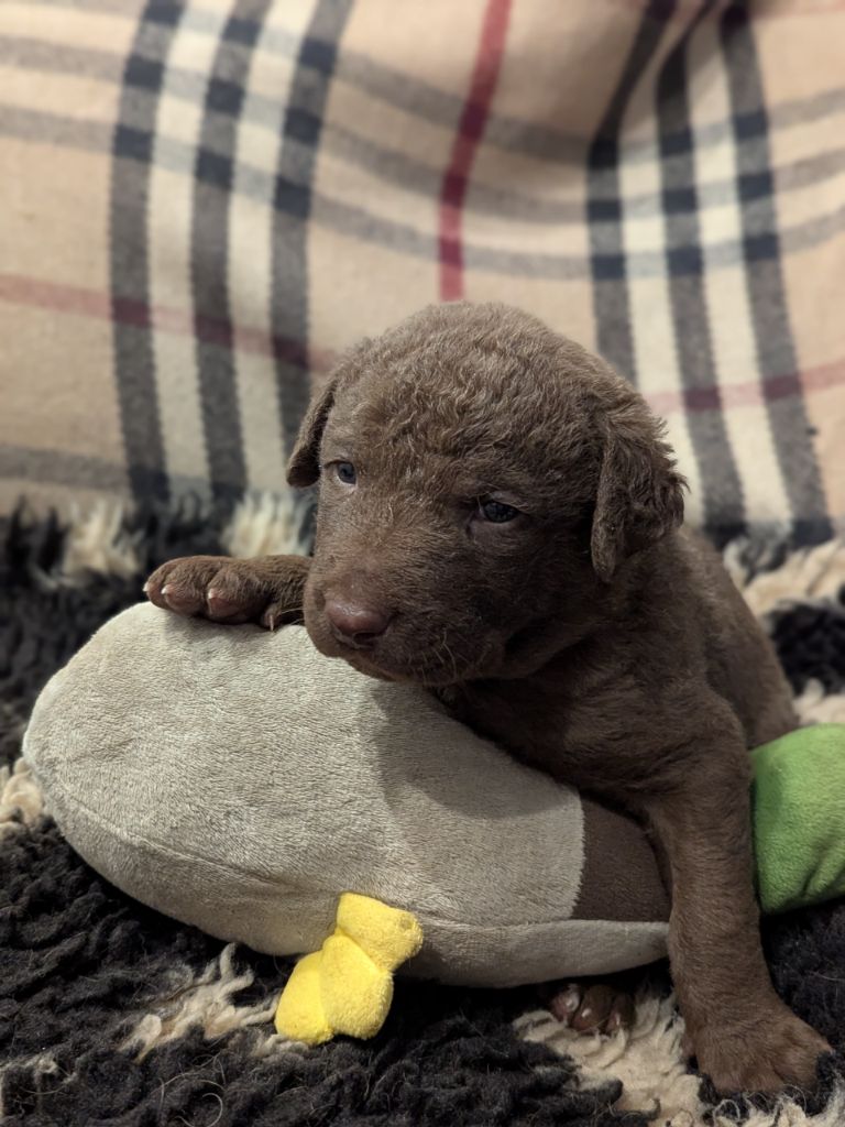 Northern Pine - Chiots disponibles - Retriever de la baie de Chesapeake