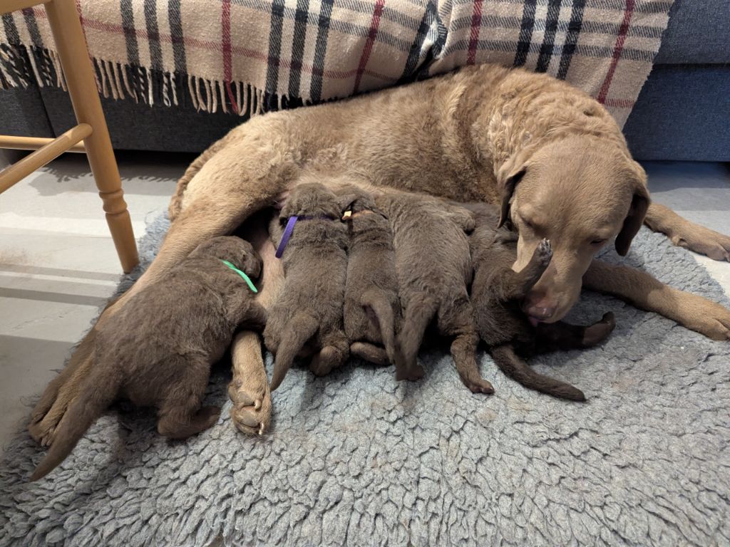 Chiot Retriever de la baie de Chesapeake Northern Pine